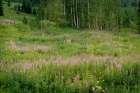 USA-Colorado-Gunnison National Forest Fireweed wildflowers and aspens in meadow Art Print